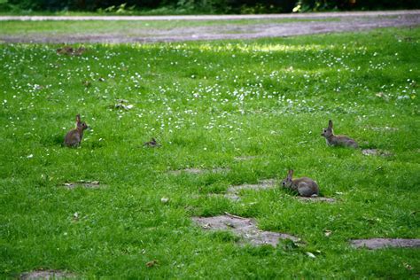 Fotos Gratis Césped Pájaro Prado Flor Linda Estanque Fauna