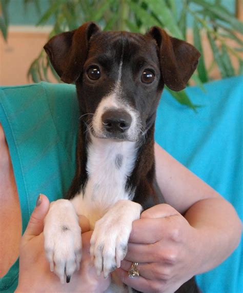 The italian greyhound is gentle, reserved, sensitive, and are often timid with strangers. Scooter, an Italian Greyhound mix pup for adoption.
