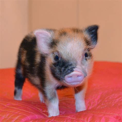 Baby Micro Pig On Bed Cute Baby Pigs Cute Piglets Cute Pigs