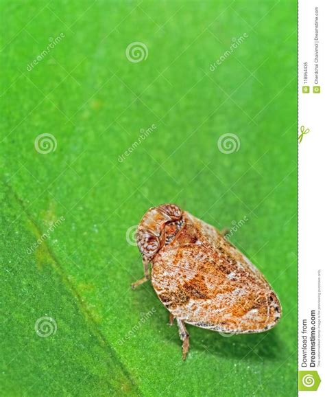 Macro Photo Of Little Bug On Green Leaf Stock Image Image Of Insecta