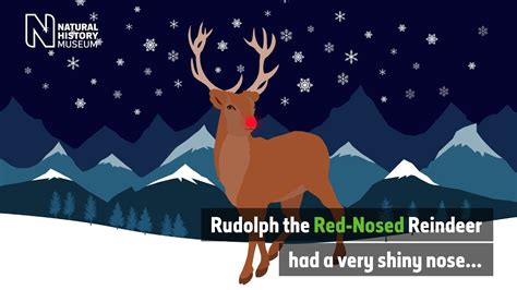 Why Does Rudolph Have A Red Nose Natural History Museum