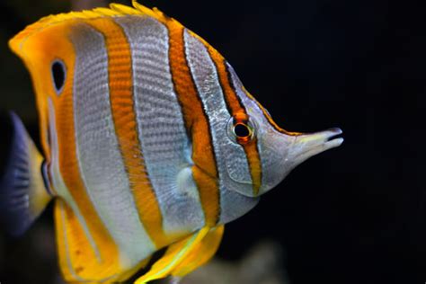 Butterfly Fish 10 Fantastic Aquarium Fish For Every Budget