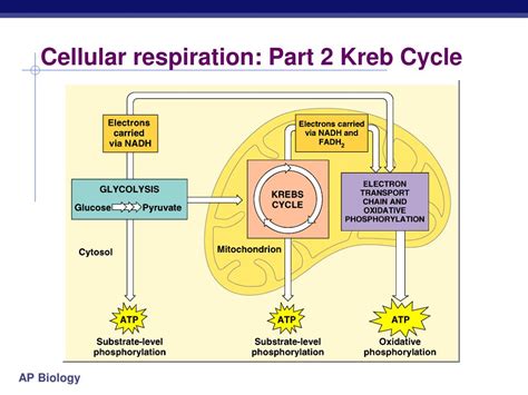 Cellular Respiration Krebs Cycle Diagram