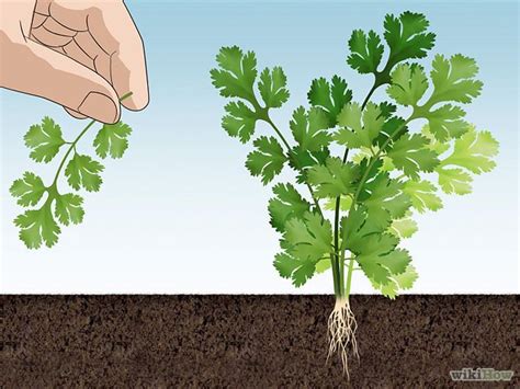 How To Grow Cilantro 12 Steps With Pictures Wikihow Hortas