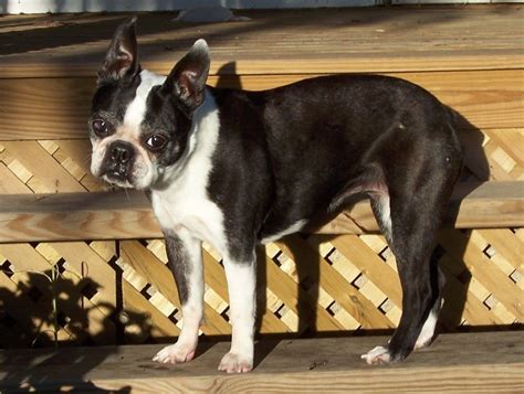 Akc black and white boston terrier stud for service (not for sale. Shelby in Wisconsin (With images) | Boston terrier, Terrier, Animals