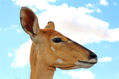 Nyala Antelope Female Mammal Africa Animal Nature Head South
