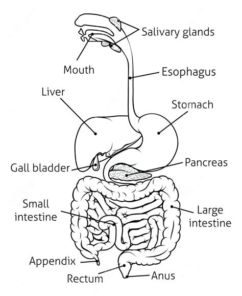 Pin by P Nudklanarongrit on การบนทกอยางรวดเรว in Human digestive system Digestive
