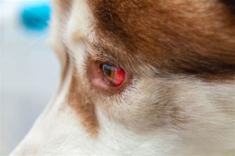Mi Perro Tiene Sangre En El Ojo Causas Y Tratamiento