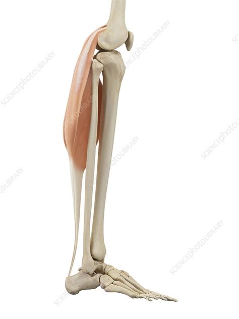 In this video we look at the 13 major muscle groups in the human body, and some everyday movements that each group is involved in.transcript noteswhat are. Human leg muscles, illustration - Stock Image - F011/6980 - Science Photo Library