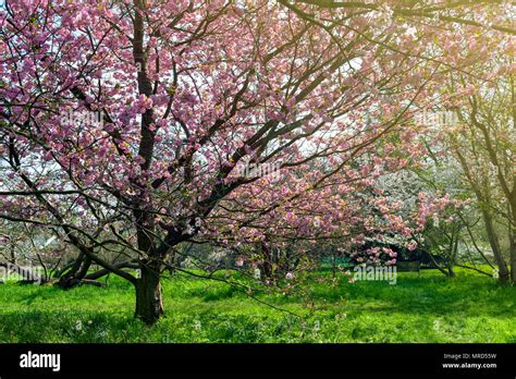 Blooming Cherry Blossom Trees In The Garden Stock Photo Alamy