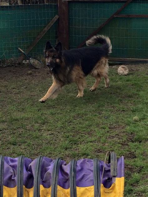 Max 6 Year Old Male German Shepherd Dog Available For Adoption