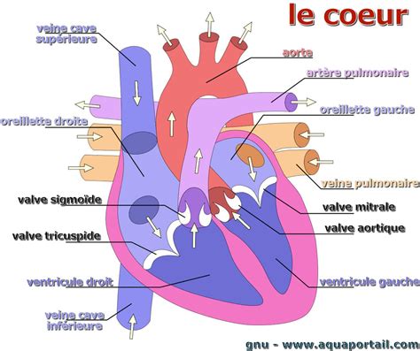 Coeur Définition Et Explications Corps Humain Anatomie Du Corps