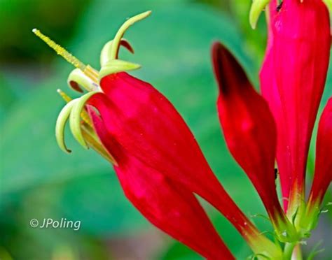 One of the best tattoo, beauty business at 508 e mountain st, kernersville nc, 27284. Indian Pink, Asheville, NC | Indian pink, Wild flowers ...