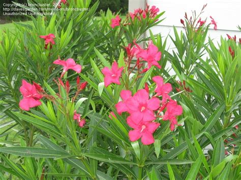 Plantfiles Pictures Oleander Hardy Red Nerium Oleander By Broncbuster