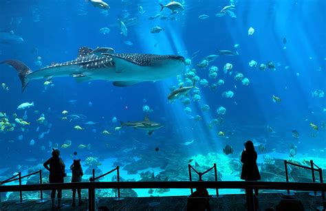 Aquarium services, local fish stores. Georgia Aquarium Reopens with New Protocols to Support Guest Safety