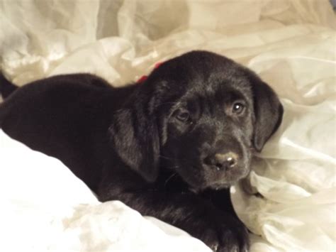 Labrador Retriever Puppy Dog For Sale In Houston Texas