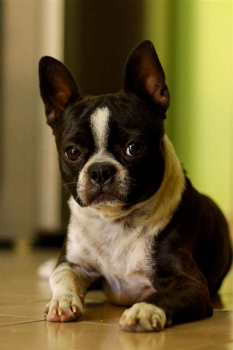 Train your dog well so he is safe from any accidents. 10 Dog Breeds With The Longest Life Spans - Tail and Fur