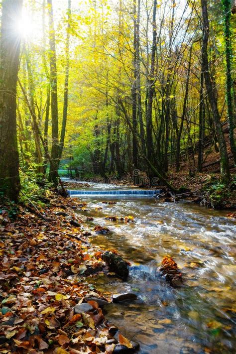 Beautiful Stream In Autumn Forest With Sun Shining Through Tree