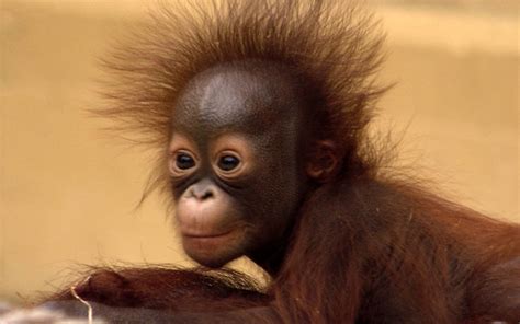 Baby Orangutans Baby Orangutan Cute Photoshd Wallpapers