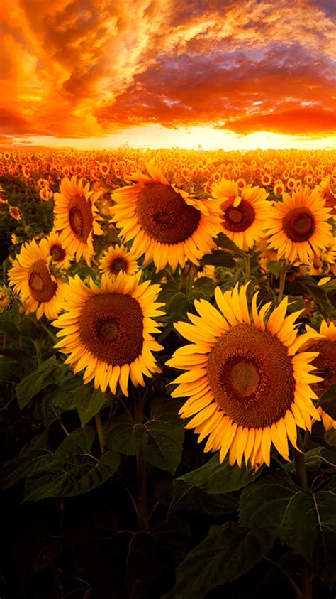 Sunflowers Sunset Hd Phone Wallpaper Peakpx