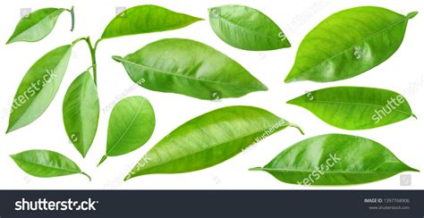 894196 Orange Fruit Leaves Images Stock Photos And Vectors Shutterstock