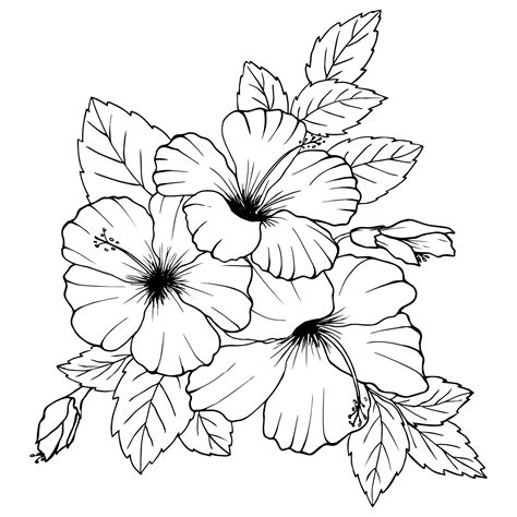 Hibiscus Flowers Drawing And Sketch With Line Art On White Backgrounds Vector Art At
