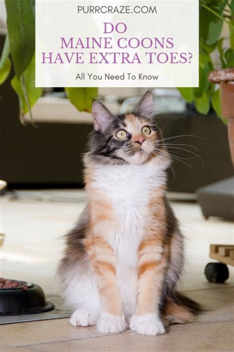 Kittens for pets, kittens for breeding. Maine Coon Cat Cost Nz - Baby Pink Kitten Heels