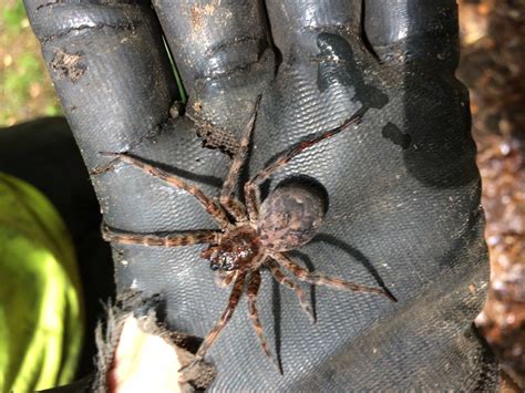 Dolomedes Tenebrosus Dark Fishing Spider In Morgantown West Virginia