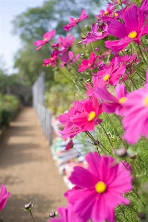 By the way, all the kids won't get gardening opportunities. Cosmos is one of the fastest growing annual flowers! So ...