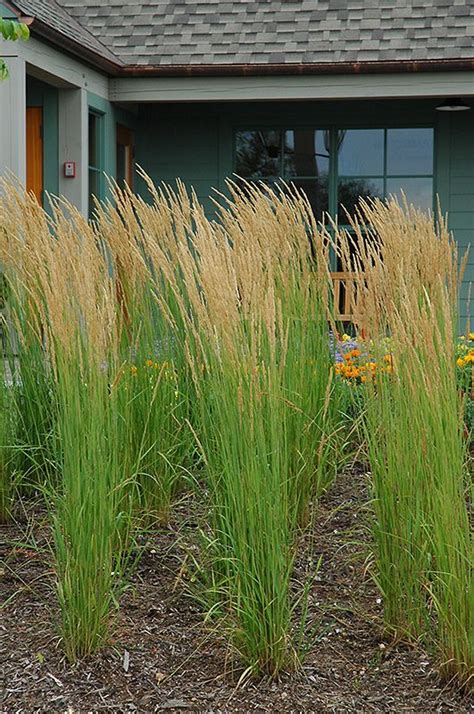 Gardening Tips This Summer Perennial Grasses Feather Reed Grass