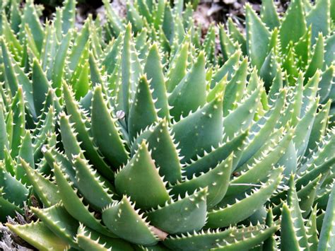 aloe perfoliata mitre aloe world of succulents succulents cactus plants plants