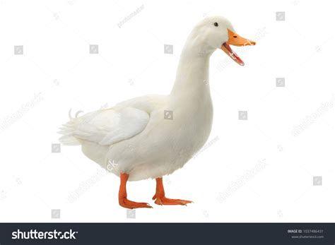 Muscovy Duck White Discount Save 42 Jlcatjgobmx