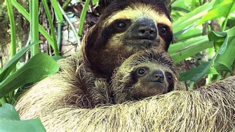 Baby Sloth Reunited With Mom In Moving Video