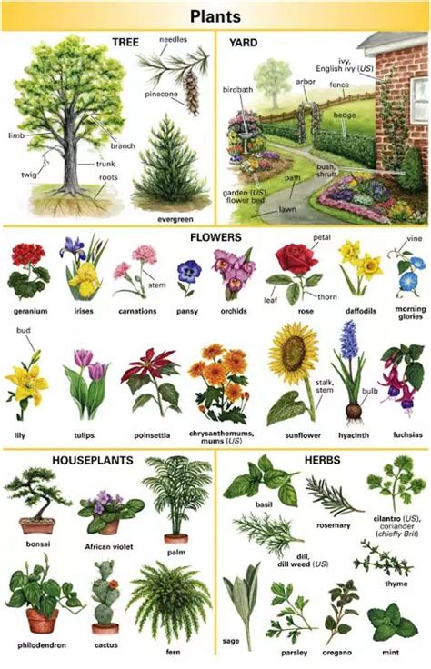 Plants Names Plants Vocabulary English Vocabulary Plants