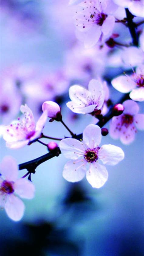 Blue Cherry Blossoms Pretty Flowers Flowers Flowers Nature
