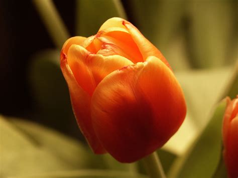 Order wholesale & discount orange flowers by the bunch. Flowers