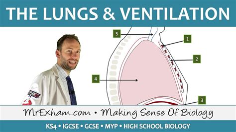 Lungs And Ventilation Gcse Biology 9 1 Youtube
