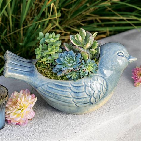 Blue Bird Succulent Succulents And Plants Olive And Cocoa Llc