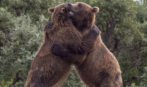 Adorable Moment Two Bears Were Caught Hugging On Camera Whilst Playing