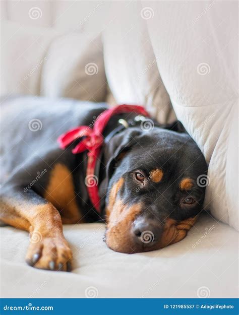 Sleepy Rottweiler Dog On Couch Stock Image Image Of Sleep Looking