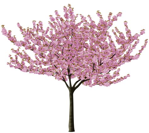 Cherry Blossom Tree Png Hd Encrypted Tbn0 Gstatic Com Images Q