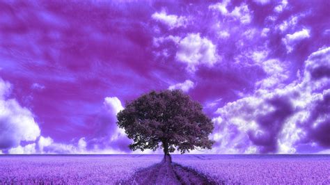 Pretty Purple Backgrounds Wallpapersafari