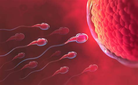 Fecundaci N In Vitro Y Fiv Icsi Per Infertilitat Masculina Embriogyn