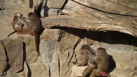 In Tune When Baboons Form Social Conventions Teller Report
