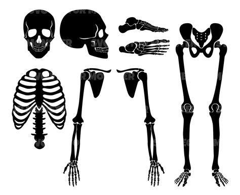Human Skeleton Svg Bones Svg Icon Clip Art Svg Vector Cut - Etsy