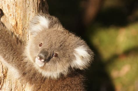 무료 이미지 단 야생 생물 포유 동물 휴식 아가 동물 상 오스트레일리아 게으른 척골가 있는 껴안다 유대