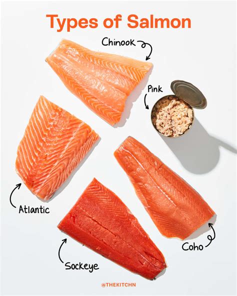 Australian Salmon Cheapest Buy Save 62 Jlcatjgobmx