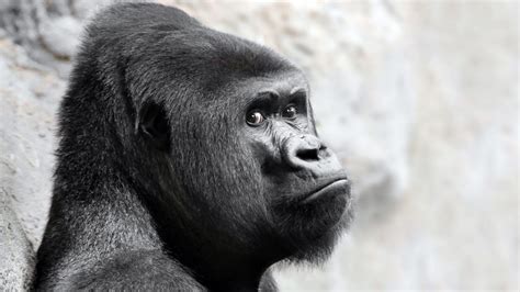 Hintergrundbilder Gesicht Tiere Einfarbig Gorillas Tierwelt Zoo