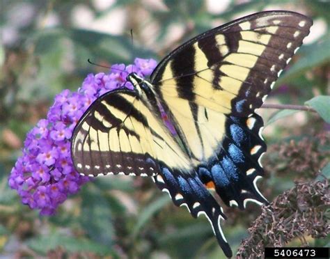 Eastern Tiger Swallowtail Papilio Glaucus Natureworks