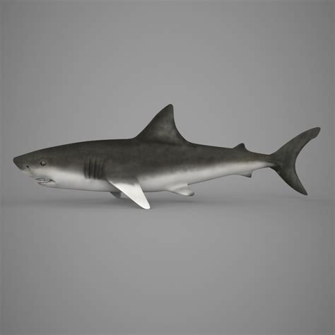 Realistic Shark 3d Model
